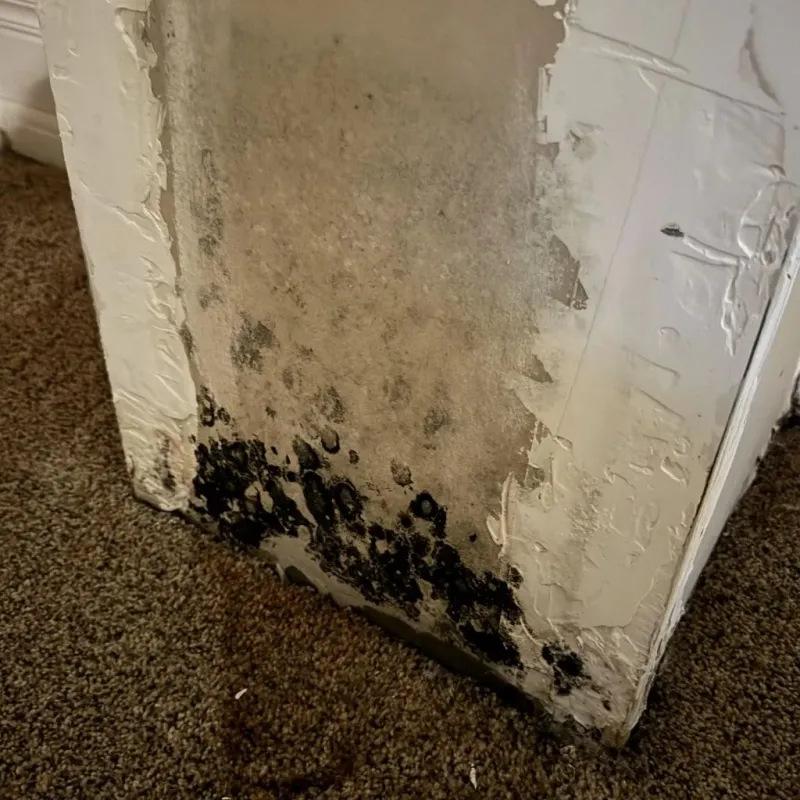 Professional Mold Removal in Wernersville, PA